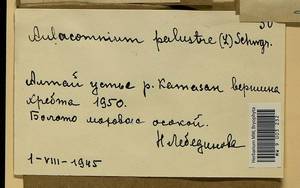 Aulacomnium palustre (Hedw.) Schwägr., Гербарий мохообразных, Мхи - Красноярский край, Тыва и Хакасия (B17) (Россия)