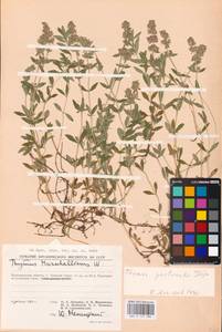 MHA 0 157 386, Thymus pannonicus All., Восточная Европа, Нижневолжский район (E9) (Россия)
