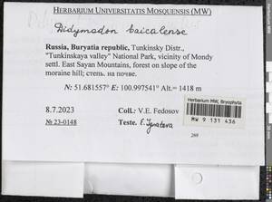 Didymodon baicalensis Ignatova & Ignatov, Гербарий мохообразных, Мхи - Прибайкалье и Забайкалье (B18) (Россия)