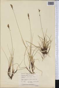 Anthoxanthum monticola (Bigelow) Veldkamp, Америка (AMER) (Канада)