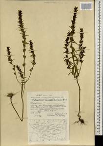 Зубчатка обыкновенная Moench, Монголия (MONG) (Монголия)