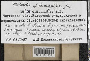 Philonotis caespitosa Jur., Гербарий мохообразных, Мхи - Прибайкалье и Забайкалье (B18) (Россия)