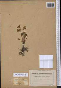 Viola pedatifida G. Don, Америка (AMER) (США)