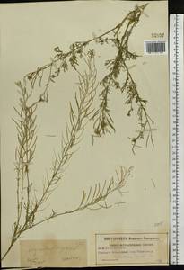 Дескурения Софии (L.) Webb ex Prantl, Восточная Европа, Московская область и Москва (E4a) (Россия)