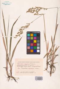 Anthoxanthum repens (Host) Veldkamp, Восточная Европа, Нижневолжский район (E9) (Россия)