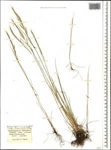 Festuca bromoides L., Кавказ, Черноморское побережье (от Новороссийска до Адлера) (K3) (Россия)