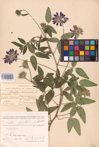 Bituminaria bituminosa subsp. pontica (A.P.Khokhr.) V.V.Fateryga & Fateryga, Кавказ, Абхазия (K4a) (Абхазия)