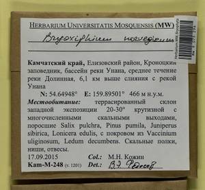 Bryoxiphium norvegicum (Brid.) Mitt., Гербарий мохообразных, Мхи - Чукотка и Камчатка (B21) (Россия)