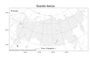Scandix iberica, Скандикс грузинский M. Bieb., Атлас флоры России (FLORUS) (Россия)