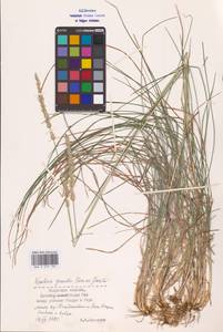 Koeleria pyramidata subsp. pyramidata, Восточная Европа, Центральный район (E4) (Россия)
