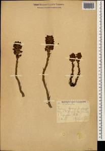 Заразиха, Кавказ, Ставропольский край, Карачаево-Черкесия, Кабардино-Балкария (K1b) (Россия)