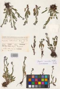 MHA 0 153 168, Myosotis alpestris subsp. suaveolens (Waldst. & Kit. ex Willd.) Strid, Восточная Европа, Средневолжский район (E8) (Россия)