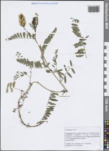 Астрагал нутовый L., Восточная Европа, Центральный лесостепной район (E6) (Россия)