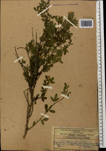 Chrysojasminum fruticans (L.) Banfi, Кавказ, Азербайджан (K6) (Азербайджан)