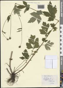 Гравилат городской L., Восточная Европа, Московская область и Москва (E4a) (Россия)