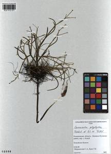 Лютик многолистный Waldst. & Kit. ex Willd., Сибирь, Алтай и Саяны (S2) (Россия)