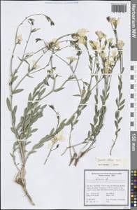 Linum album Kotschy ex Boiss., Зарубежная Азия (ASIA) (Иран)