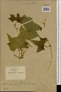 Cucurbitaceae, Зарубежная Азия (ASIA) (КНР)