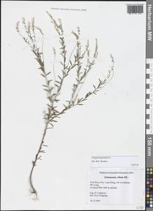 Polygala paniculata L., Зарубежная Азия (ASIA) (Вьетнам)