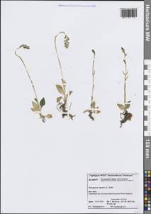 Гудайера ползучая (L.) R.Br., Сибирь, Центральная Сибирь (S3) (Россия)