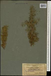 Juniperus communis var. hemisphaerica (C.Presl) Parl., Кавказ, Азербайджан (K6) (Азербайджан)