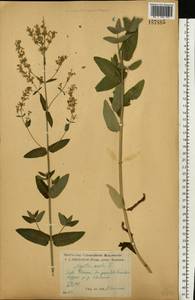 Котовник голый, Восточная Европа, Центральный лесостепной район (E6) (Россия)