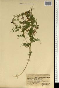 Горошек крупнолодочковый Ledeb., Монголия (MONG) (Монголия)