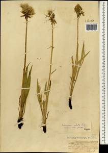 Козелец лучистый Fisch. ex Colla, Монголия (MONG) (Монголия)