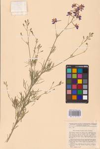 Delphinium consolida subsp. divaricatum (Ledeb.) A.Nyár., Восточная Европа, Северо-Украинский район (E11) (Украина)