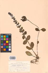 Живучка ползучая L., Восточная Европа, Московская область и Москва (E4a) (Россия)