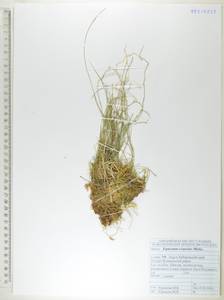 Хвощ камышковый Michx., Сибирь, Дальний Восток (S6) (Россия)