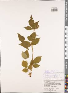 Малина обыкновенная L., Восточная Европа, Центральный район (E4) (Россия)