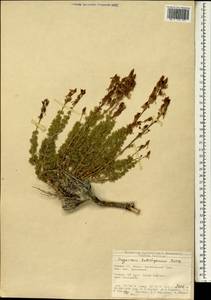 Hypericum kotschyanum Boiss., Зарубежная Азия (ASIA) (Турция)