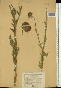 Чертополох поникший L., Восточная Европа, Волжско-Камский район (E7) (Россия)