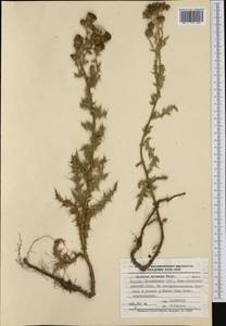 Бодяк полевой, Розовый осот (L.) Scop., Западная Европа (EUR) (Польша)