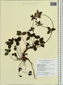 Клевер луговой L., Крым (KRYM) (Россия)