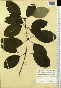 Populus suaveolens subsp. maximowiczii (A. Henry) Tatew., Сибирь, Дальний Восток (S6) (Россия)