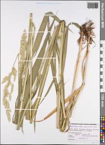 Двукисточник тростниковидный L., Восточная Европа, Белоруссия (E3a) (Белоруссия)