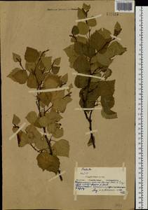 Betula pendula subsp. mandshurica (Regel) Ashburner & McAll., Сибирь, Якутия (S5) (Россия)