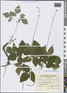 Hylodesmum podocarpum subsp. oxyphyllum (DC.) H.Ohashi & R.R.Mill, Сибирь, Дальний Восток (S6) (Россия)