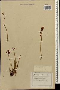 Phedimus spurius subsp. spurius, Кавказ, Ставропольский край, Карачаево-Черкесия, Кабардино-Балкария (K1b) (Россия)