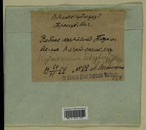 Pleurozium schreberi (Willd. ex Brid.) Mitt., Гербарий мохообразных, Мхи - Пермский край, Удмуртия, Свердловская и Кировская области (B8) (Россия)