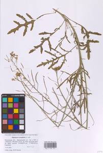 Двурядка тонколистная (L.) DC., Восточная Европа, Московская область и Москва (E4a) (Россия)