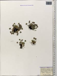 Проломник мохнатый L., Кавказ, Краснодарский край и Адыгея (K1a) (Россия)