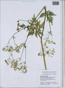 Купырь лесной (L.) Hoffm., Восточная Европа, Ростовская область (E12a) (Россия)