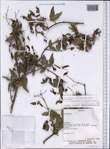 Myrcia laruotteana var. paraguayensis (O.Berg) D.Legrand, Америка (AMER) (Парагвай)