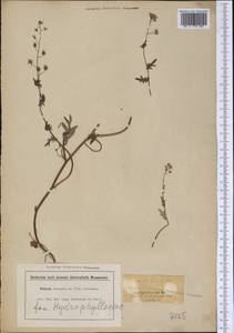 Phacelia fimbriata Michx., Америка (AMER) (США)