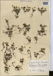 Androsace chamaejasme subsp. lehmanniana (Spreng.) Hultén, Средняя Азия и Казахстан, Памир и Памиро-Алай (M2) (Таджикистан)