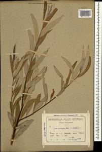 Salix australior × babylonica, Кавказ, Грузия (K4) (Грузия)