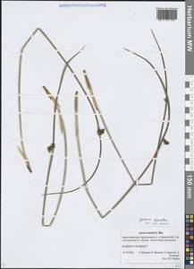 Ситник Генке E.Mey., Сибирь, Чукотка и Камчатка (S7) (Россия)